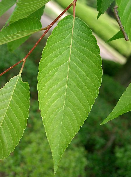 Zelkova serrata6.jpg