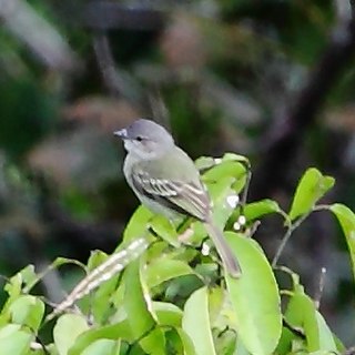 Guianan tyrannulet Species of bird