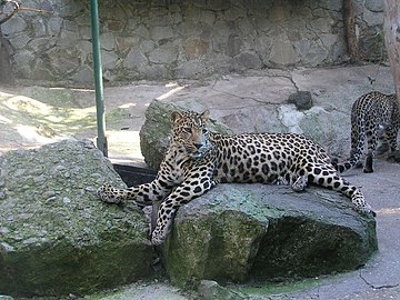 Zoo in Yalta 014.jpg