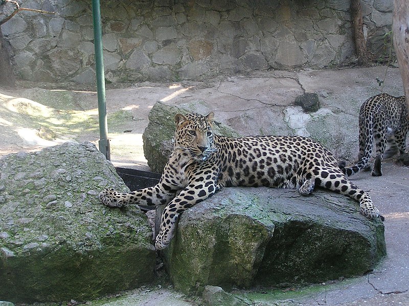 File:Zoo in Yalta 014.jpg