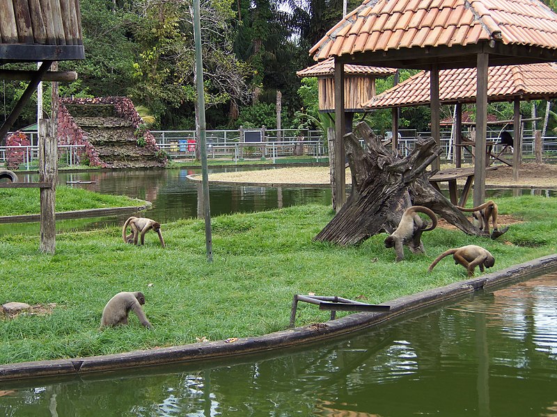 File:Zoológico de Manaus, criadouro dos macacos.jpg