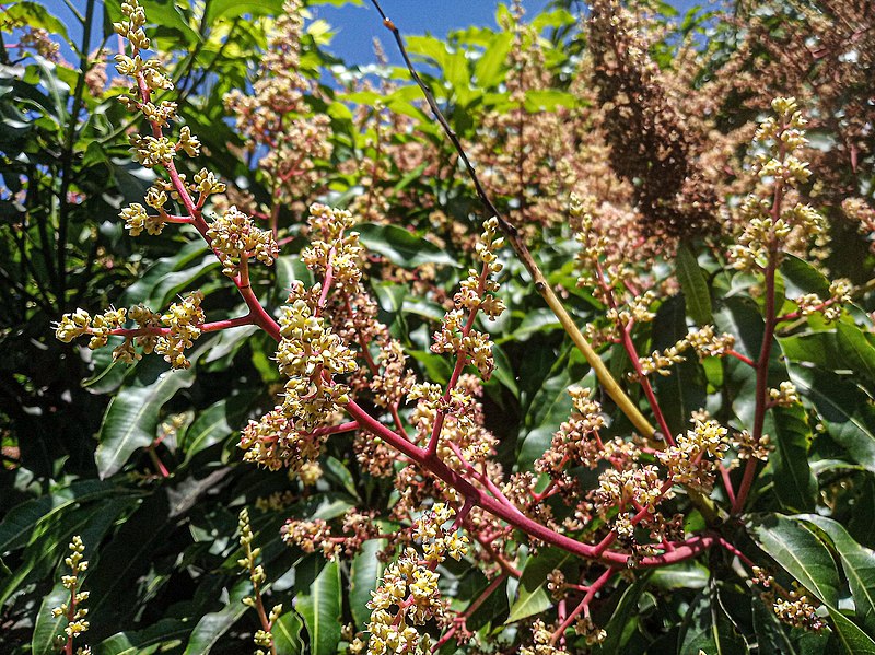 File:'Julie' mango Inflorescence 01.jpg