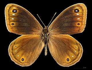 <i>Berberia lambessanus</i> Species of butterfly