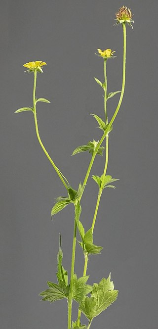 <i>Geum urbanum</i> Species of flowering plant