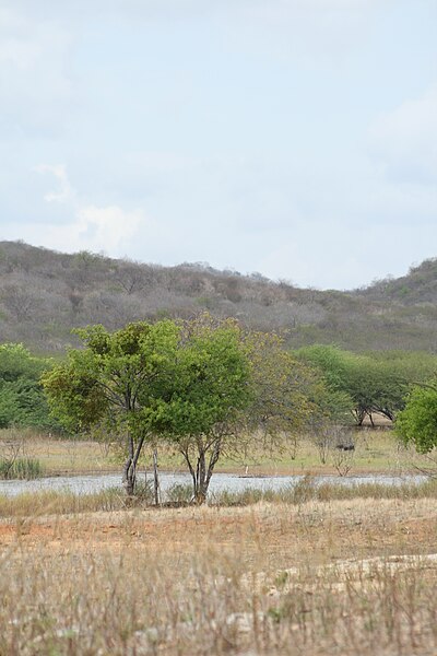 File:Área rural na cidade IPUEIRA- PB.JPG