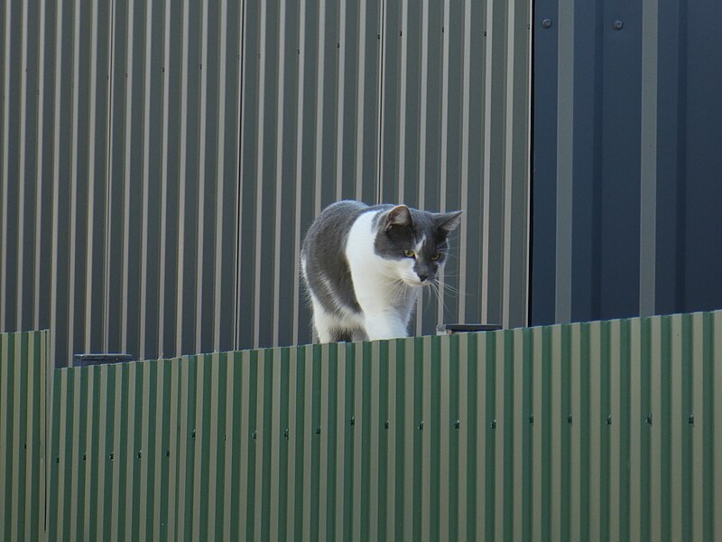 File:Кошка на заборе.jpg