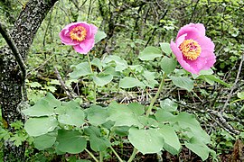 Peonia di Crimea (Paeonia daurica) nel tratto Demerdzhi