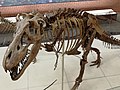 Миниатюра для Файл:Тарбозавр2021.jpg