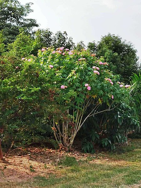 File:木芙蓉 Hibiscus mutabilis 20201016083742 02.jpg