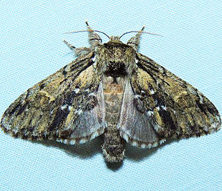 <i>Hyperaeschra georgica</i> Species of moth