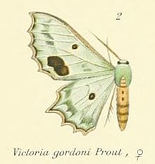 02-Victoria gordoni Prout, 1912.JPG