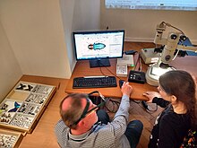 Entomologist using a digital microscope to magnify a miniature insect. 05 Scientist presents insect specimens under digital microscope in Muzeum Gornoslaskie, Bytom, Poland.jpg