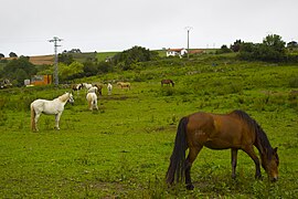 Equus ferus caballus hest