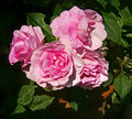 Rosa, fylte blomster