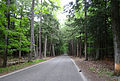 "Tunnel of Trees" portion of M-119