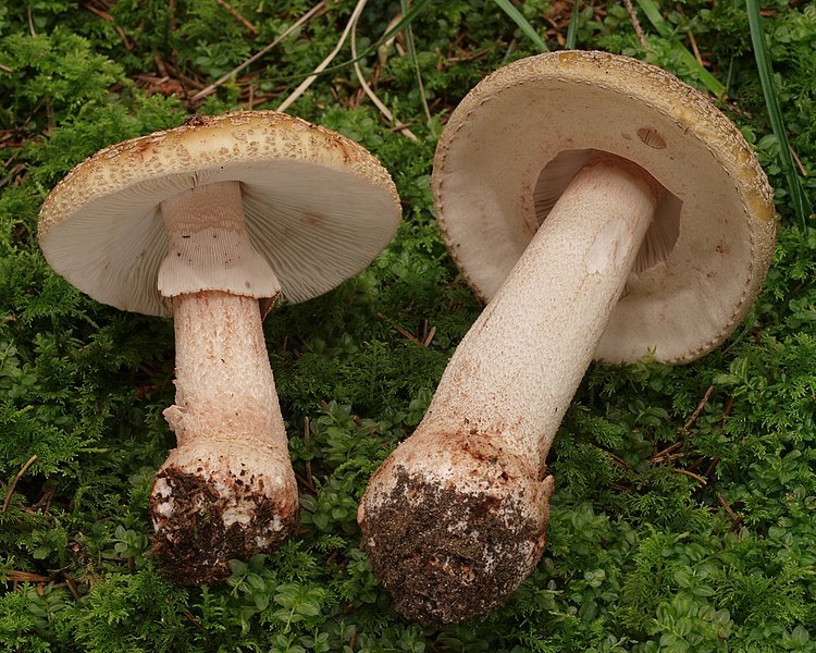 File:2011-07-30 Amanita rubescens 2.jpg