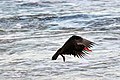 Sooty oystercatcher mid-flight