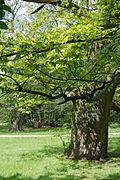 2012-05 Naturdenkmal Marone Bochum Haus Weitmar (NRW) 02.jpg