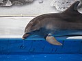 2012-09-09 Севастопольский дельфинарий (3).jpg