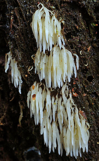 <i>Mucronella</i> Genus of fungi