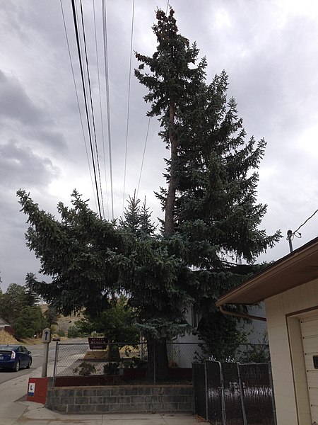 File:2014-09-08 14 51 15 Oddly shaped Blue Spruce tree along U.S. Route 50 in Austin, Nevada.JPG