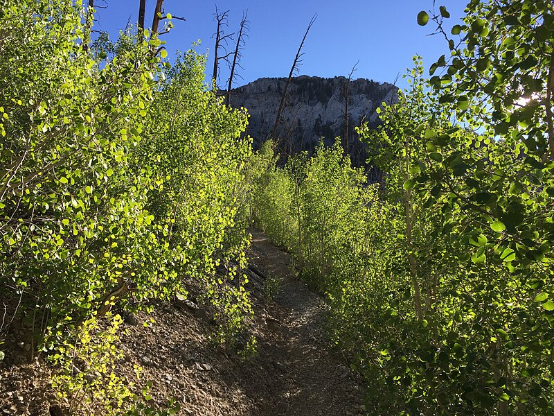 File:2015-07-13 07 22 42 View west along the North Loop Trail about 5.0 miles west of the trailhead in the Mount Charleston Wilderness, Nevada.jpg