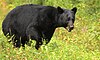 Stewart is a famous spot for bear watching. This is a black bear spotted near Stewart.