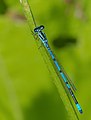 Hufeisen-Azurjungfer - Coenagrion puella, Männchen