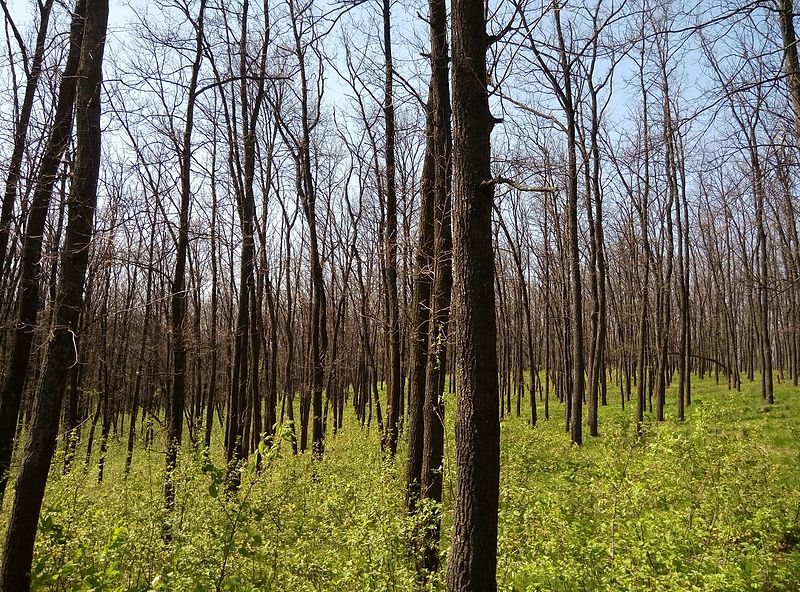 File:2017-05-01. Babayi forestry 1.jpg