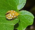 Sechzehnfleckiger Marienkäfer - Halyzia sedecimguttata