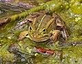 Wasserfrosch - Pelophylax, unbestimmt