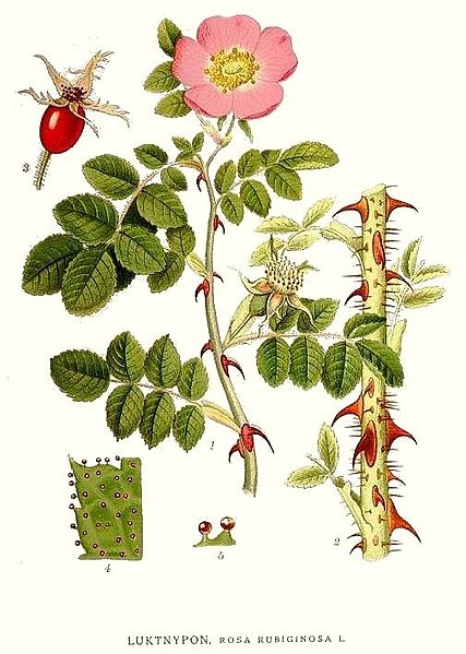 File:292 Rosa rubiginosa.jpg