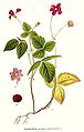 310 Rubus arcticus.jpg