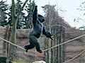 4.2.ZooKR WesternLowland Gorilla Kidogo on a tightrope by Photographer Magnus Neuhaus.jpg