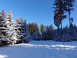 Forests in Winter (Upper Swabia)