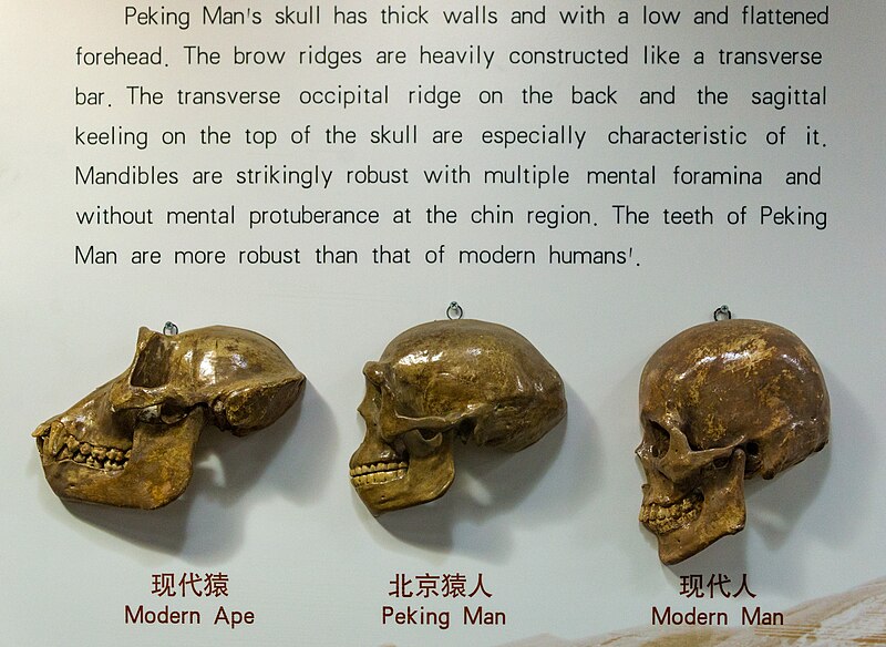 File:66074-Peking-Man-Site (28636893491).jpg