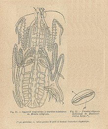 Appareil respiratoire — Wikipédia