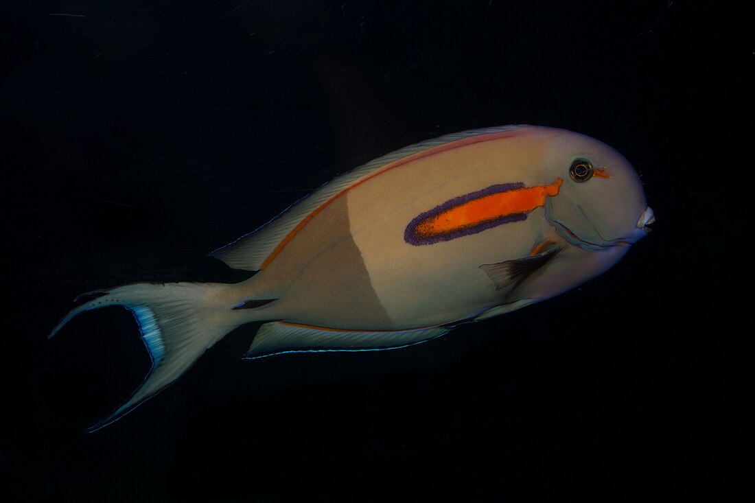 Acanthurus olivaceus