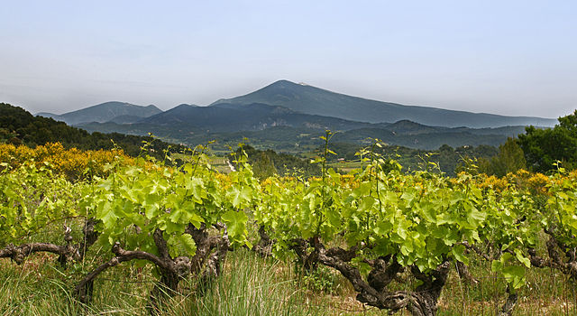 Le mont Ventoux dominant le vignoble du Barroux.