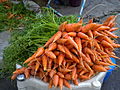 Daucus Carota