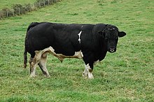 A Holstein Friesian bull A Friesian Bull, Llandeilo Graban - geograph.org.uk - 579885.jpg