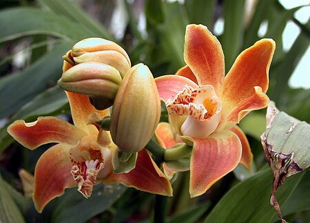 Tập_tin:A_and_B_Larsen_orchids_-_Chysis_aurea_DSCN1658.JPG