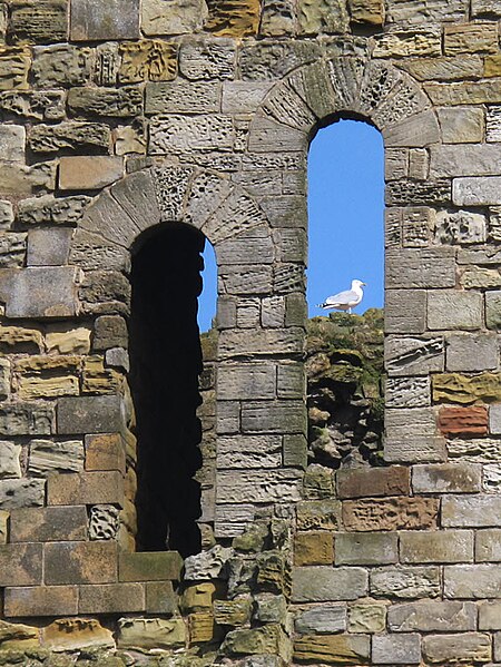 File:A framed gull - geograph.org.uk - 5335343.jpg