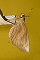 * Nomination A freshly emerged, close wing position of Erionota torus (Evans, 1941) Banana Skipper (Female) (by Butterflyrajib) --Atudu 15:35, 11 February 2021 (UTC) * Decline  Oppose Insufficient quality. the stick and the shadow of the stick where the butterfly is perched is out of focus and greatly distracts the image --Wilfredor 18:16, 11 February 2021 (UTC)