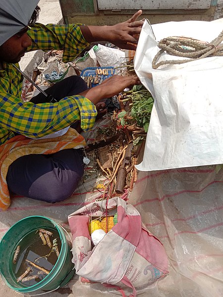 File:A seller of Nabagraha shanti mul (roots of plants).jpg