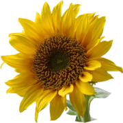 A sunflower, symbol of the global Green Party