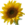 A sunflower-Edited.png