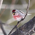 * Nomination Common redpoll --Cephas 21:45, 11 March 2023 (UTC) * Promotion  Support Good quality --Mister rf 00:26, 12 March 2023 (UTC)