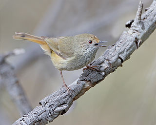 <span class="mw-page-title-main">Brown thornbill</span> Species of bird