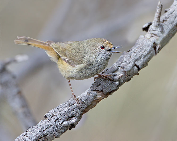 File:Acanthiza pusilla - Risdon Brook.jpg